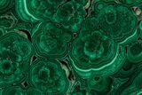 Flowery Polished Malachite Slab - DR Congo #350819-1